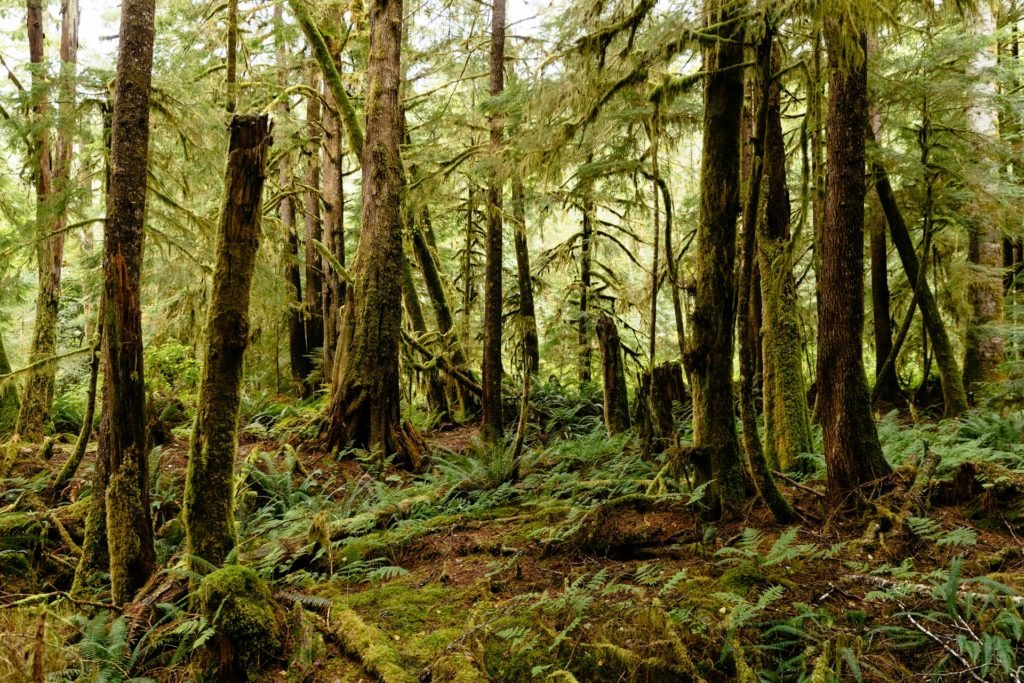Coastal forest — forest-carbon feasibility