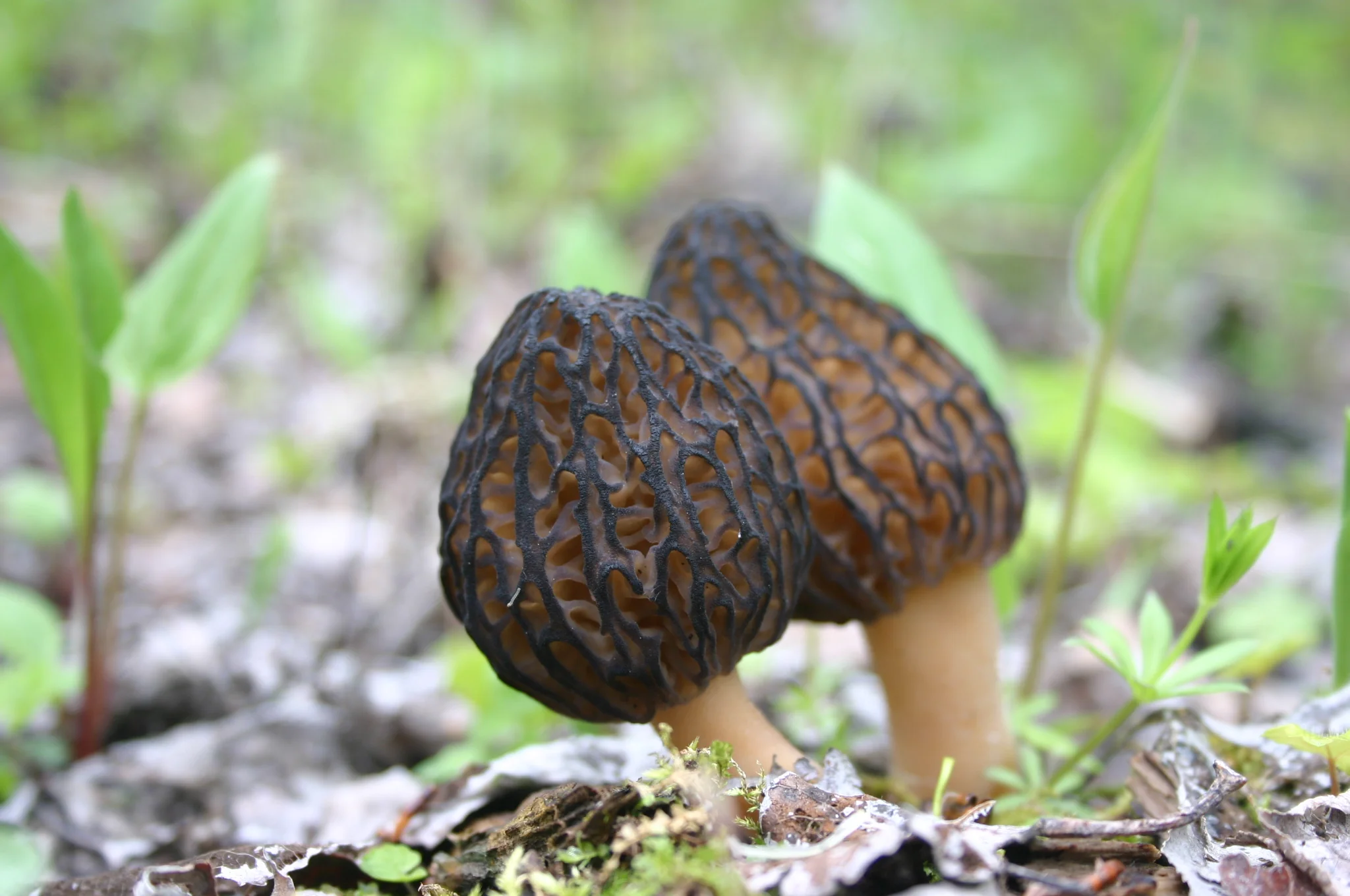 ACT — organic morel motif